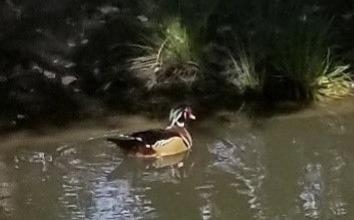 Photo of a duck at Putah Creek UC Arboretum.