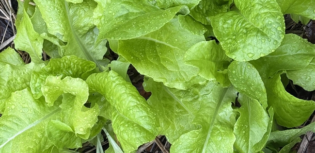 Photo of fresh young lettuces.