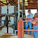 Researchers evaluate the handling of beef cattle as part of this assessment.