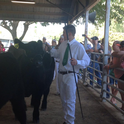 Jake Williams of Smartsville 4-H in the show ring at the Yuba-Sutter Fair