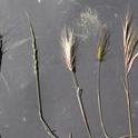 Figure 1. Medusahead and barb goatgrass with other commonly co-occurring annual grasses. Left to right: Barb goatgrass, jointed goatgrass, hare barley, medusahead, ripgut brome, soft brome. Photo: J. Davy.