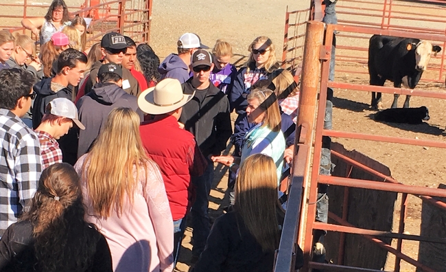 Dr. Nancy Martin, DVM works with students to assess the health of several cow-calf pair.