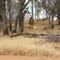 Fire crews go through the forest with a driptorch, igniting the dry grass on the forest floor.