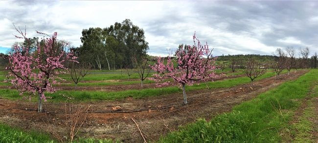 SFREC Orchard Panoramic from Bottom March 2019