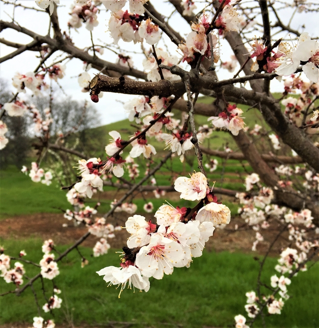 SFREC Orchard White Blossoms Close-up March 2019