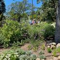 Planting in garden with MGs in the background