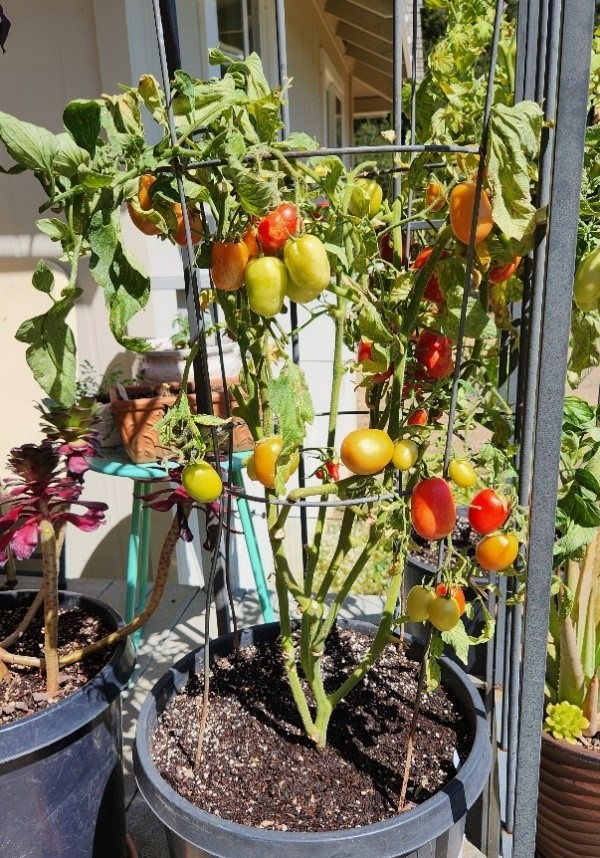 sungold tomato container