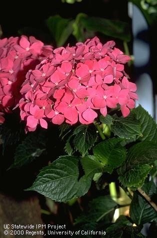 Hydrangea - Statewide IPM Project, Jack Kelly Clark