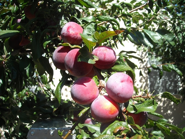 Healthy plum tree