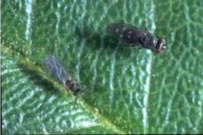 Fungus gnat (L); Shore fly(R);