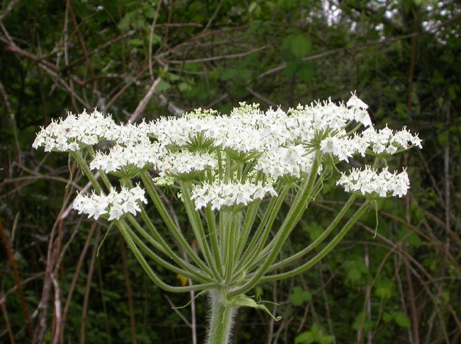 Umbel (typical of plants in carrot family)