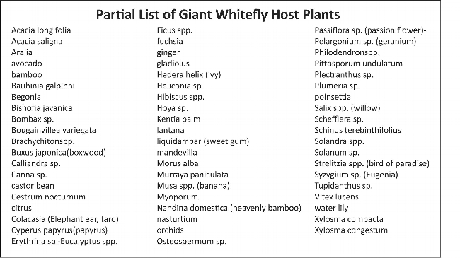 Giant whitefly table of plants