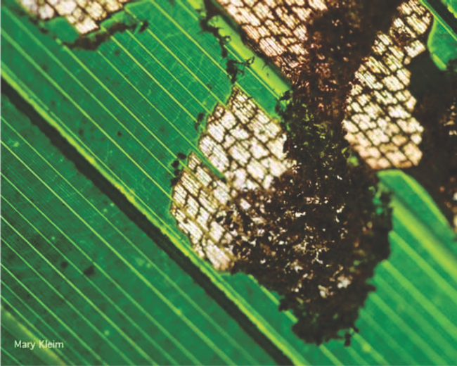 Skeletonized Palm leaf