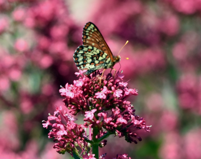 Northern Checkerspot