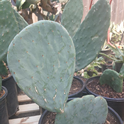 Opuntia 1