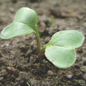 seedling