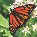 Monarch butterfly on Asclepias speciosa