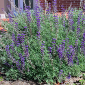 Silver Bush Lupine – Lupinus Albifrons