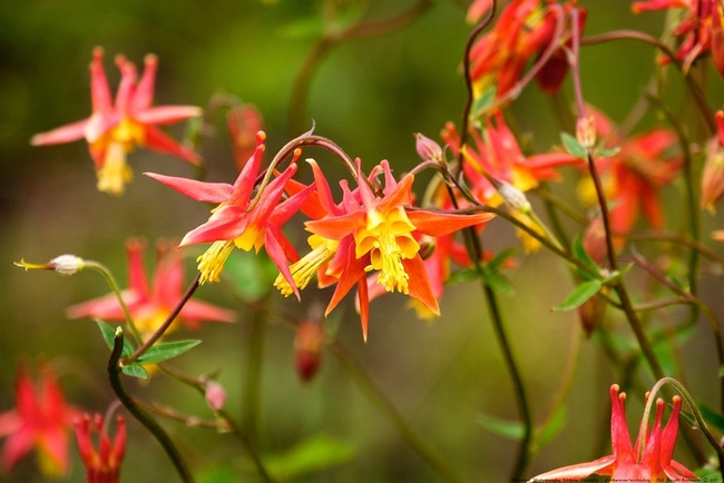 Western columbine – Aquilegia formosa