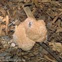 Sporangium of the dog vomit fungus slime mold. Photo by Jack Kelly Clark.