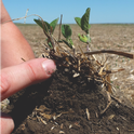 Dakota Lakes Research Farm is a great example of managing the fields for the soil. In this cropland, it has taken 22 years to get the soil back to this healthy condition and it still can get better. In a short time, tillage destroys the health of soil–it takes a long time to rebuild.