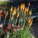 Kniphofia uvaria full sun