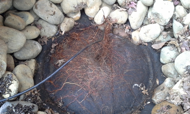 5-tree roots coming through weed cloth