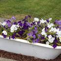 cast iron bathtub with petunias