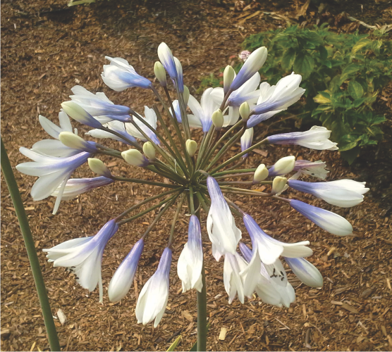 'Fireworks' agapanthus