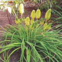 'Limelight' kniphofia