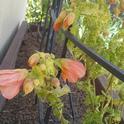 Closeup of Abutilon on shed