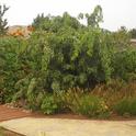 Black Locust 'Twisty baby' overgrown