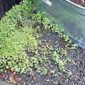 Morning glory seedlings