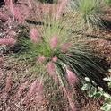 Pink Muhly Grass