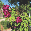 Blooming Tree Peony