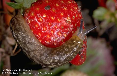 A tawny slug on a ripe strawberry. Photo by Jack Kelly Clark