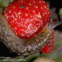 A tawny slug on a ripe strawberry. Photo by Jack Kelly Clark