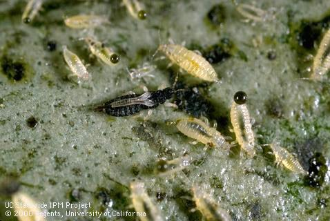 Black adult and yellow nymphs of green house thrips Photo by Jack Kelly Clark