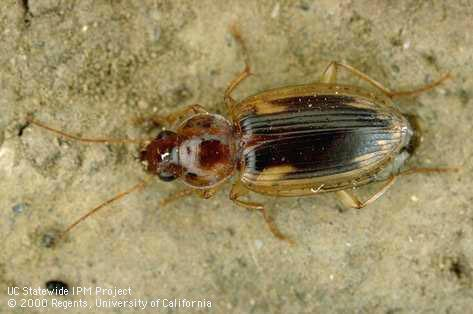 Adult predaceous ground beetle photo by Jack Kelly Clark