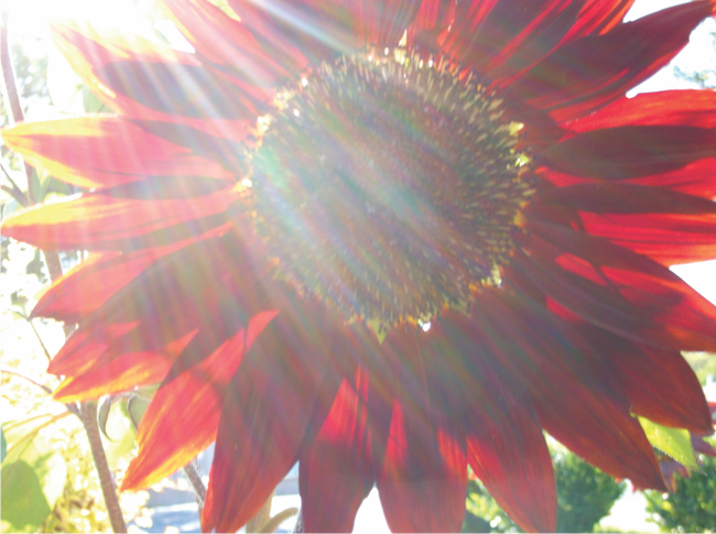 Sun drenched sunflower