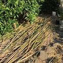 Cut bamboo
