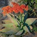 Coral Aloe