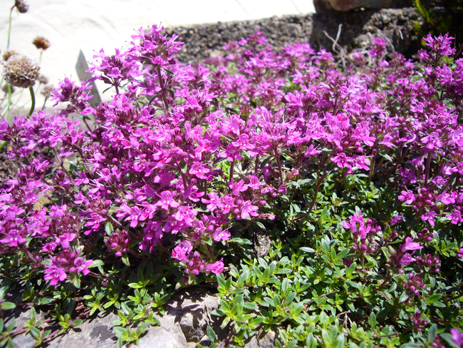 Creeping Red Thyme