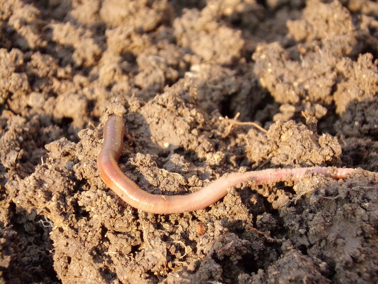 Introducing the Earthworm - Napa Master Gardener Column - ANR Blogs