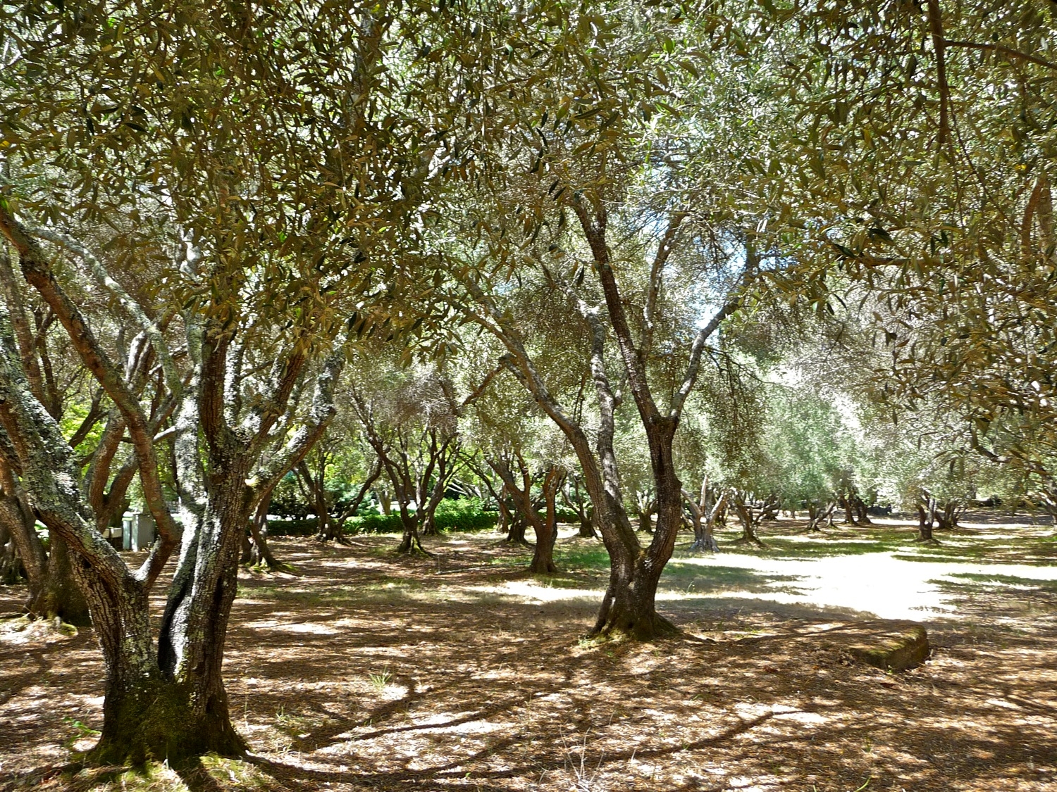 Growing Olive Trees In Napa County Napa Master Gardener Column