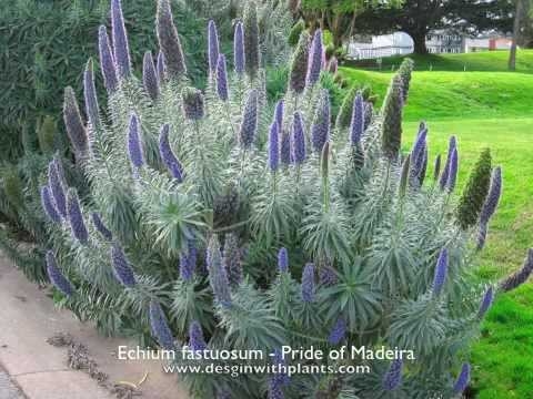 Red Feathers (Echium amoenum) in Augusta Manchester Lewiston Waterville  Maine ME at Longfellow's Greenhouses