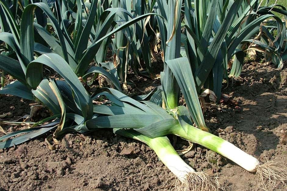 Onions, Garlic, Leeks. - Napa Master Gardener Column - ANR Blogs