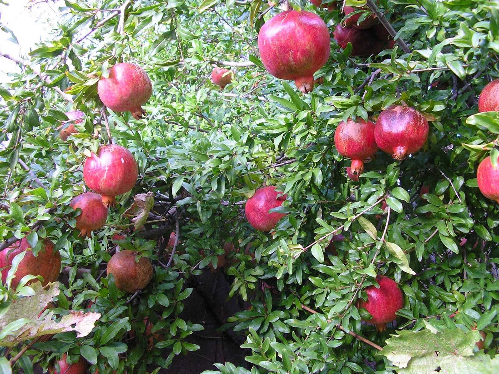 Picking time for pomegranates differs with variety, Home and Garden
