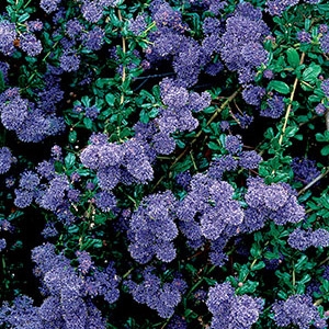 Ceanothus ‘Concha’ UC Davis Arboretum