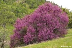 Western Redbud (Cercis occidentalis) © 2017 Barry Rice